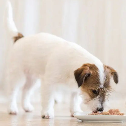 Schesir Can Dog Food – Tasty Chicken & Lamb, 85g, 14pcs Bundle