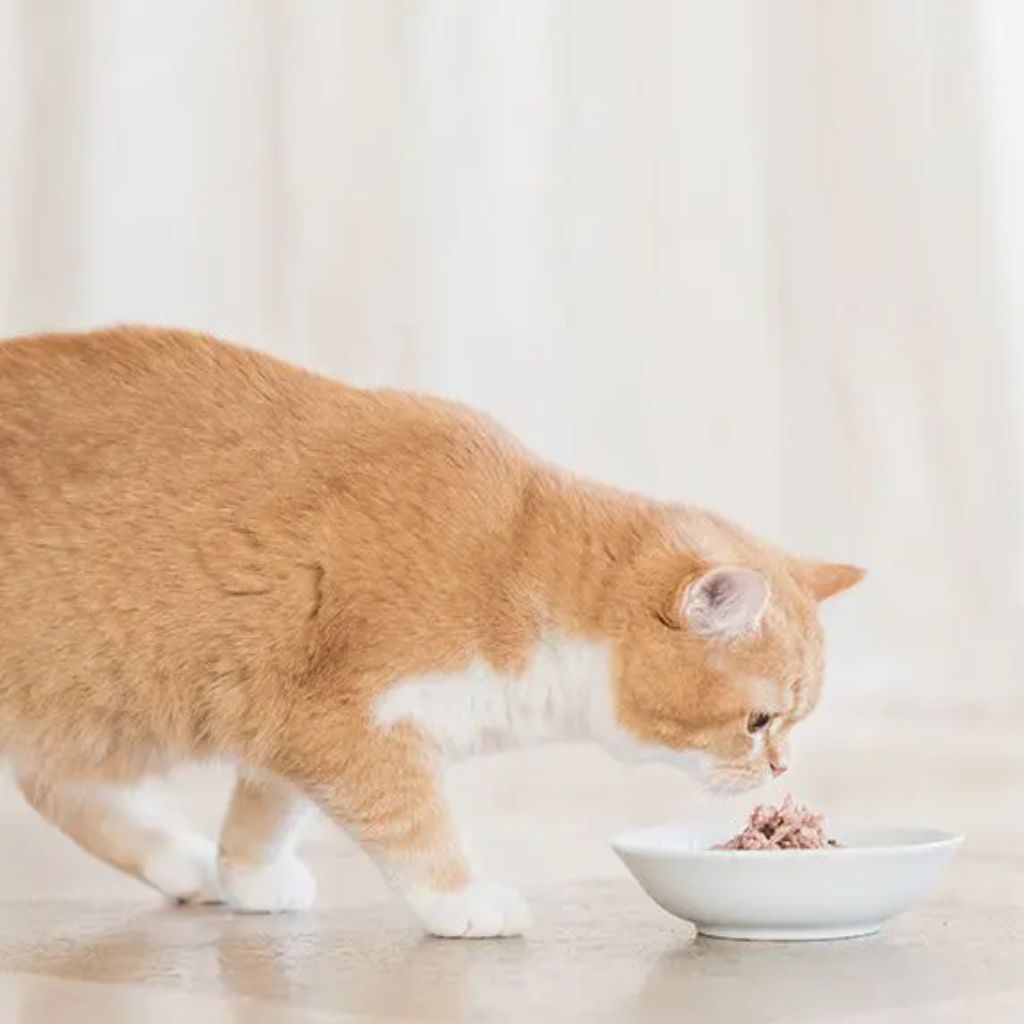 Schesir Bio Sterilized Cat Wet Food Beef & Chicken with Carrots 85g – 16 Pack
